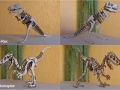 T Rex & Velociraptor